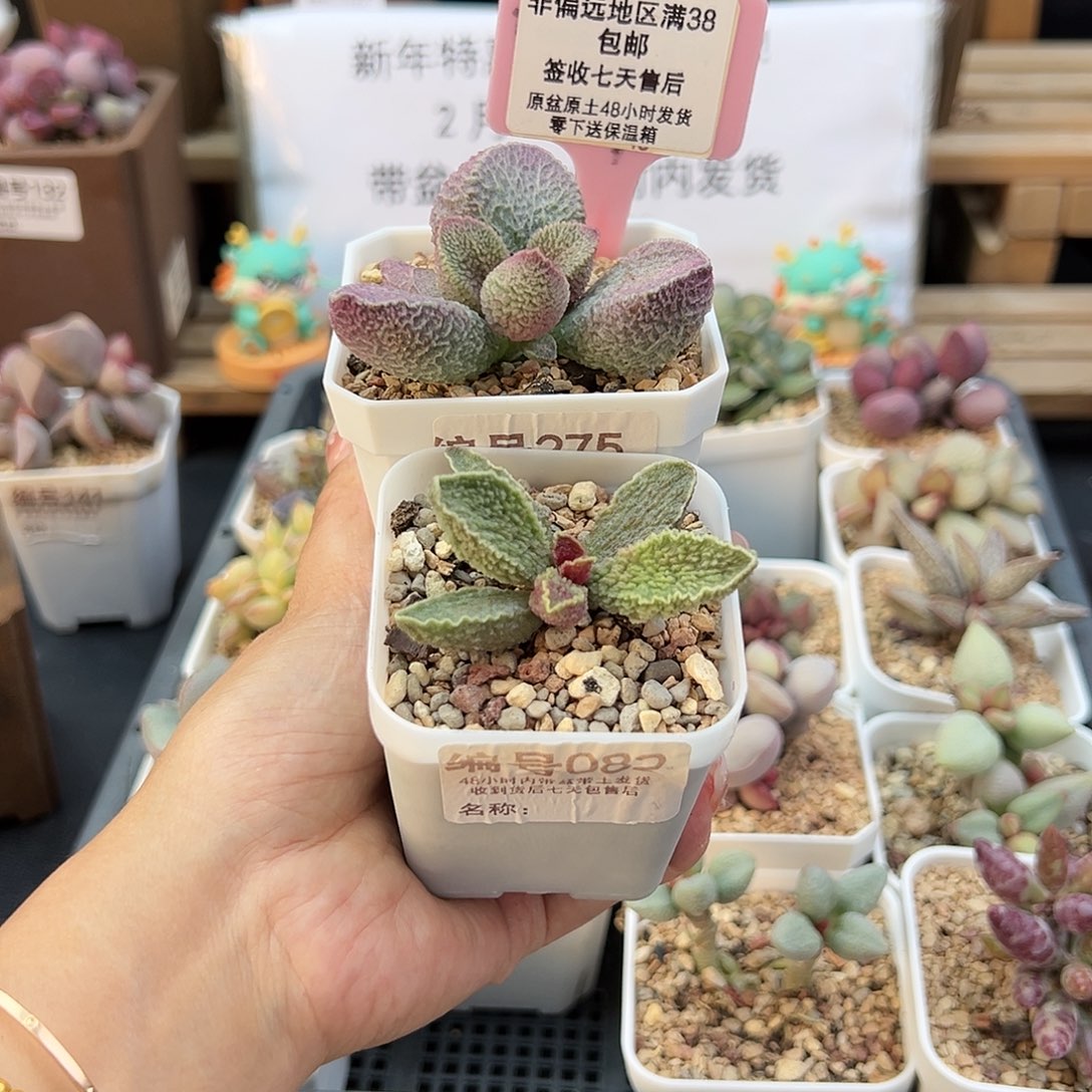 M***莹082绿皮哈默猪干多肉植物