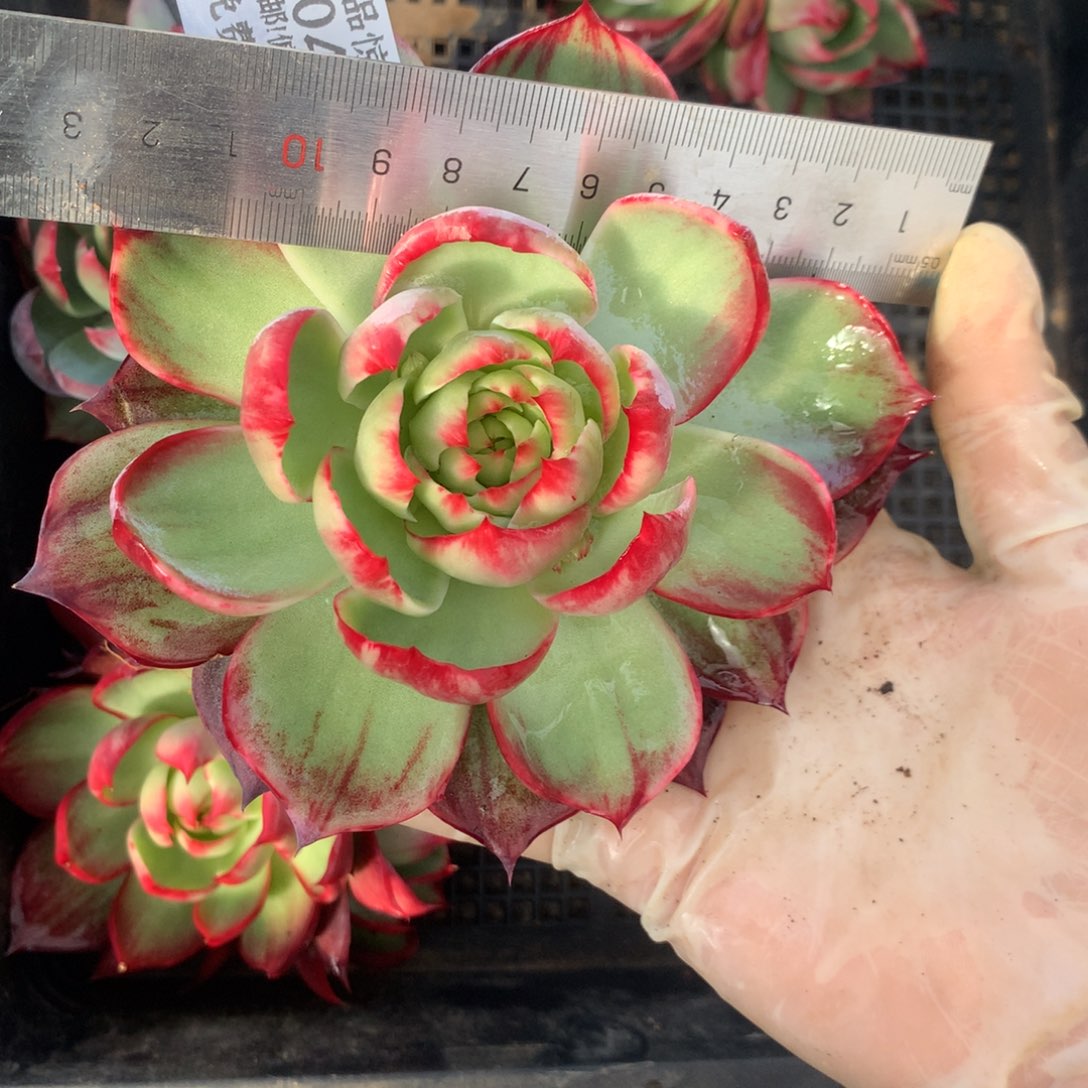 S***儿2304号多肉植物惊鸿13