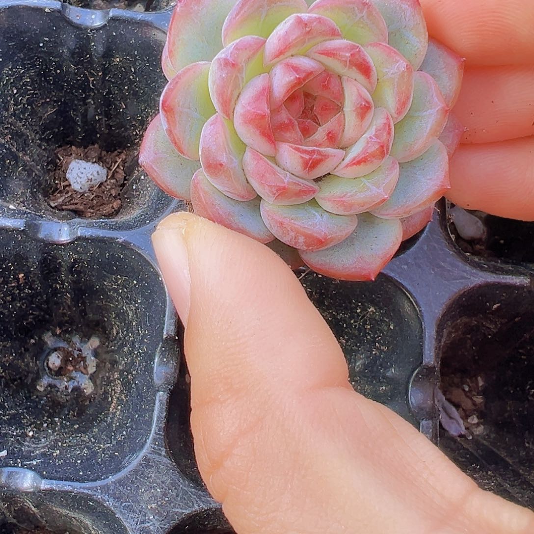 红心特特珍妮苗10颗