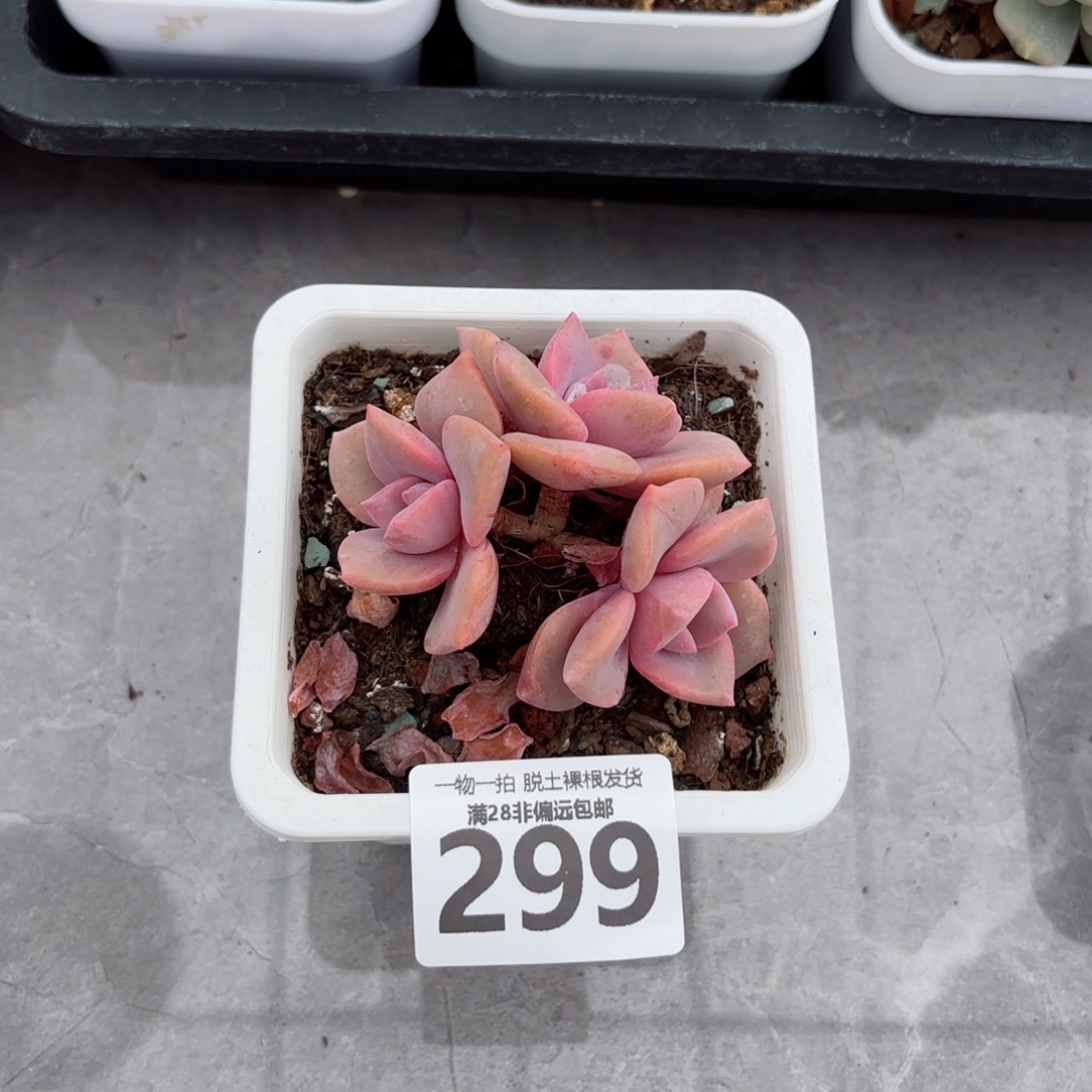 彩虹糖无盆土发货