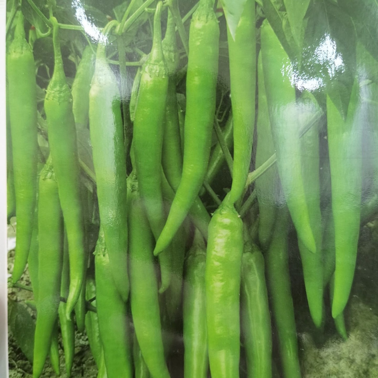 精品佳丽杭椒种子