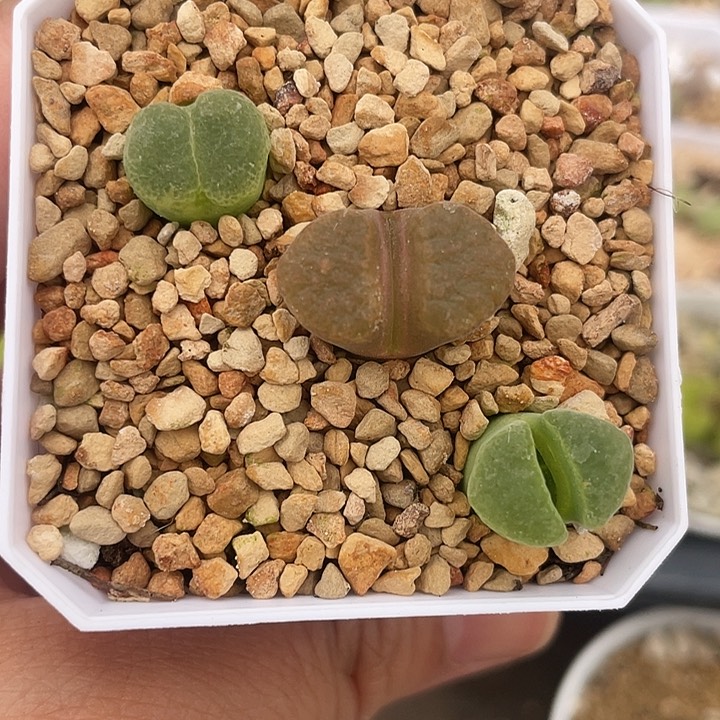 蛋糕极窗拼。带盆土发货111111