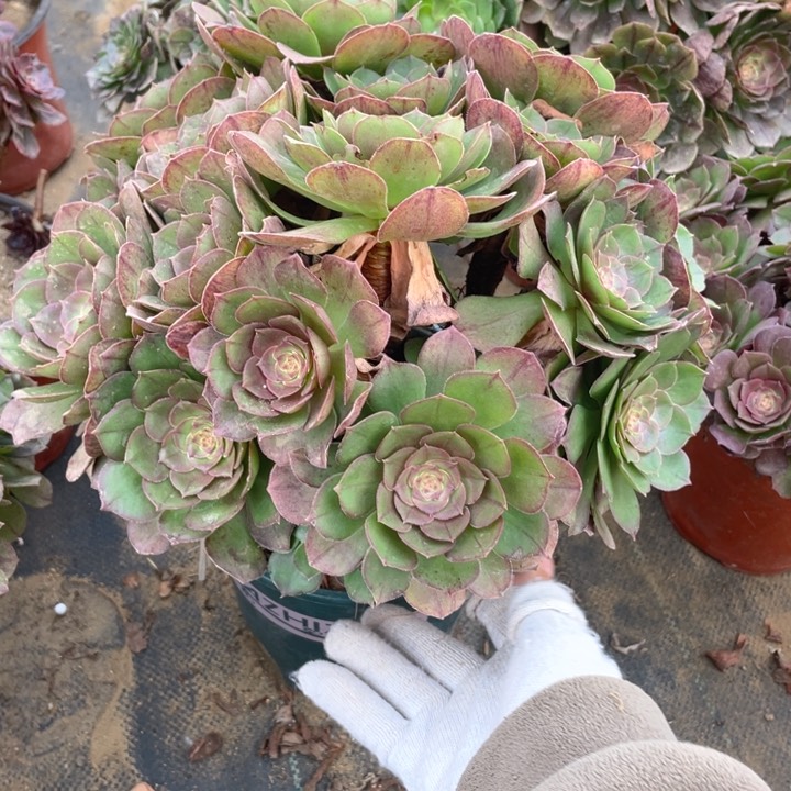 01万圣节法师多肉断枝不售后