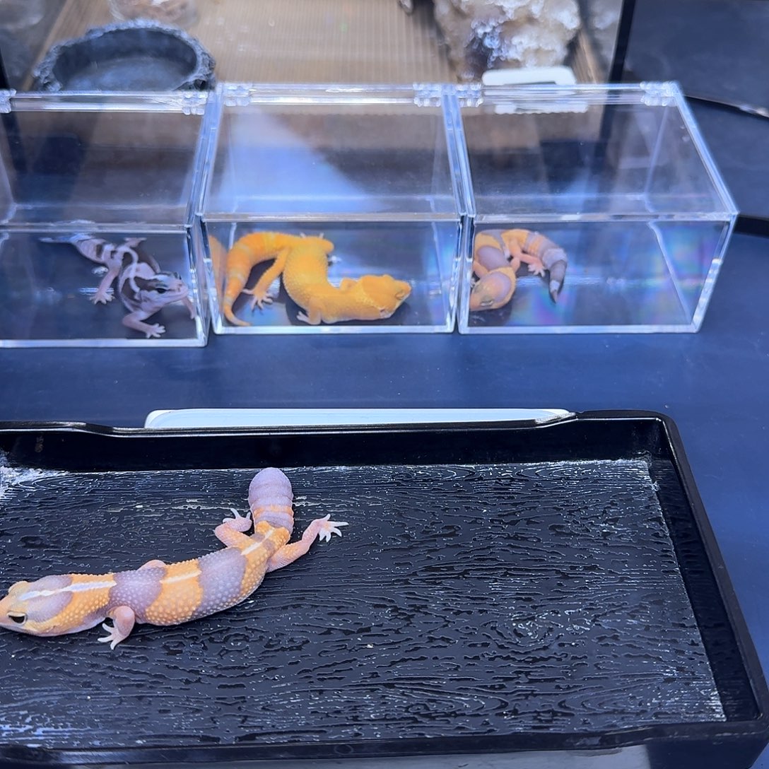 豹纹守宫i哈哈哈哈哈哈哈