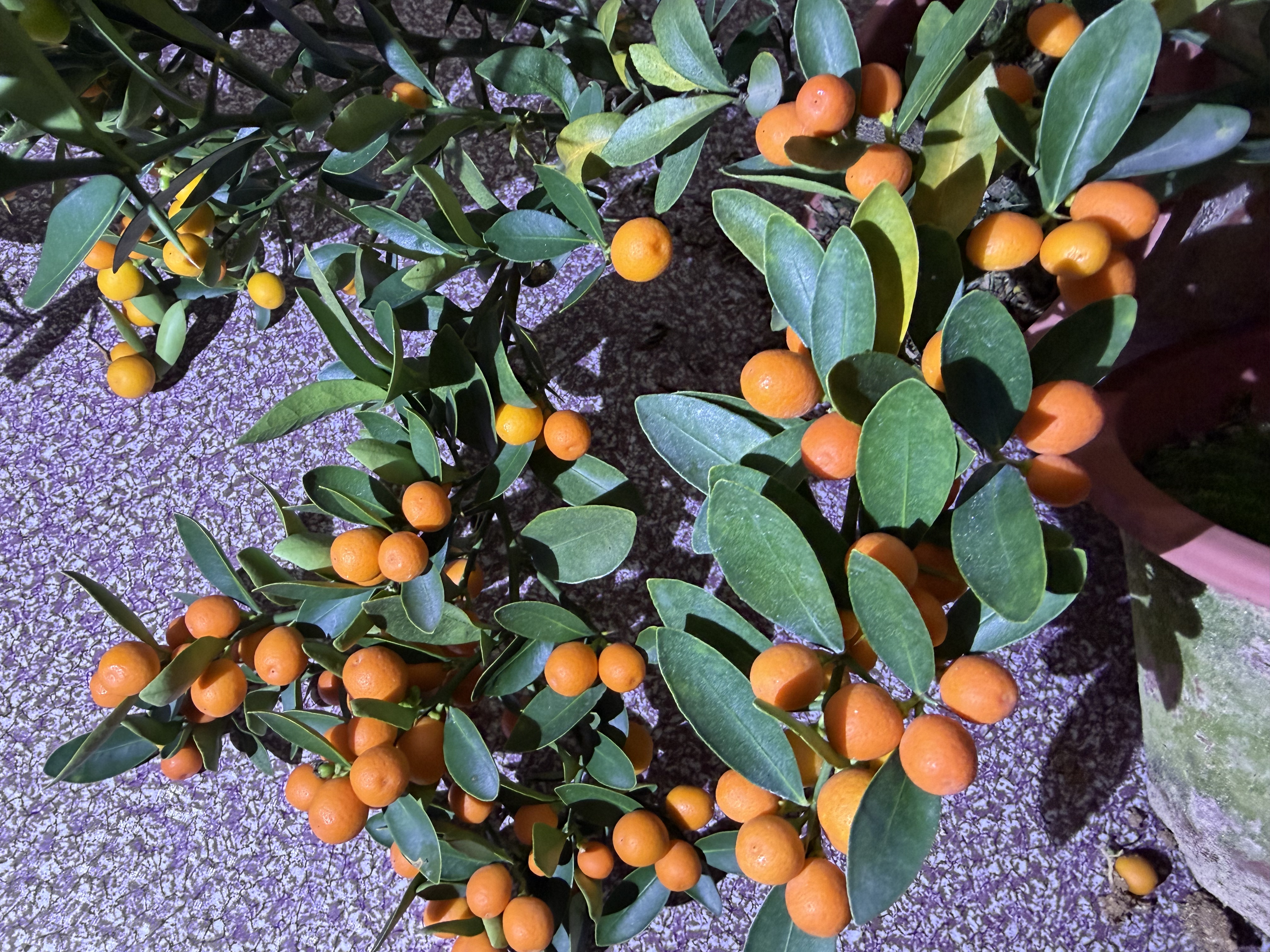 独杆带果金色福豆中式桌面禅意盆景四季可养