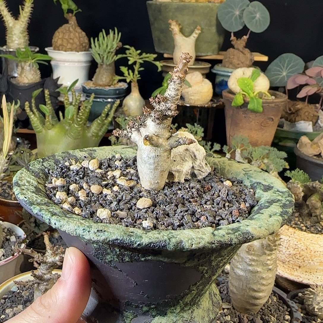 一物一拍娜娜乳香04