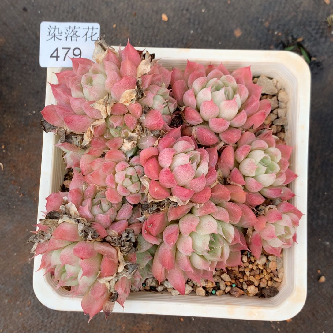 精品多肉植物479