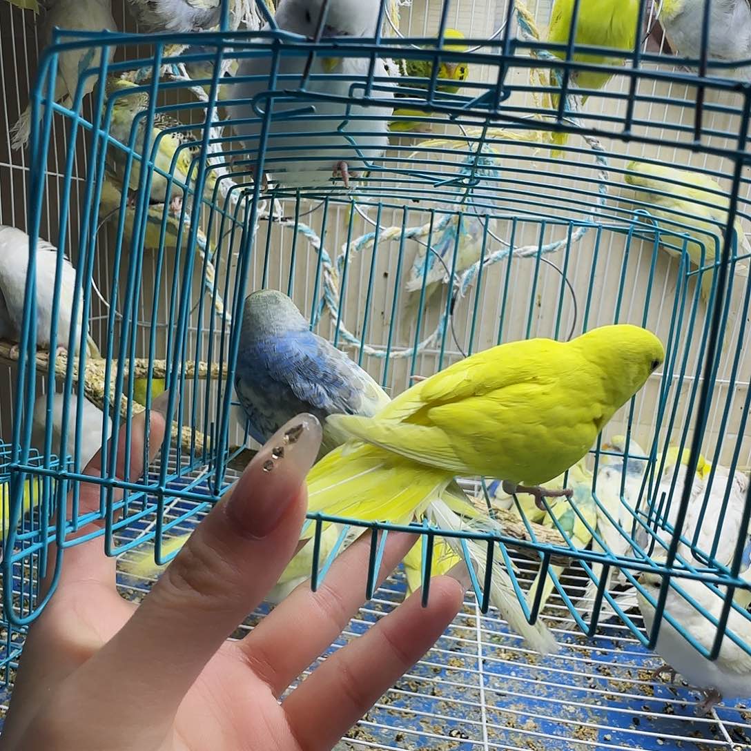 虎皮鹦鹉大头虎皮两只