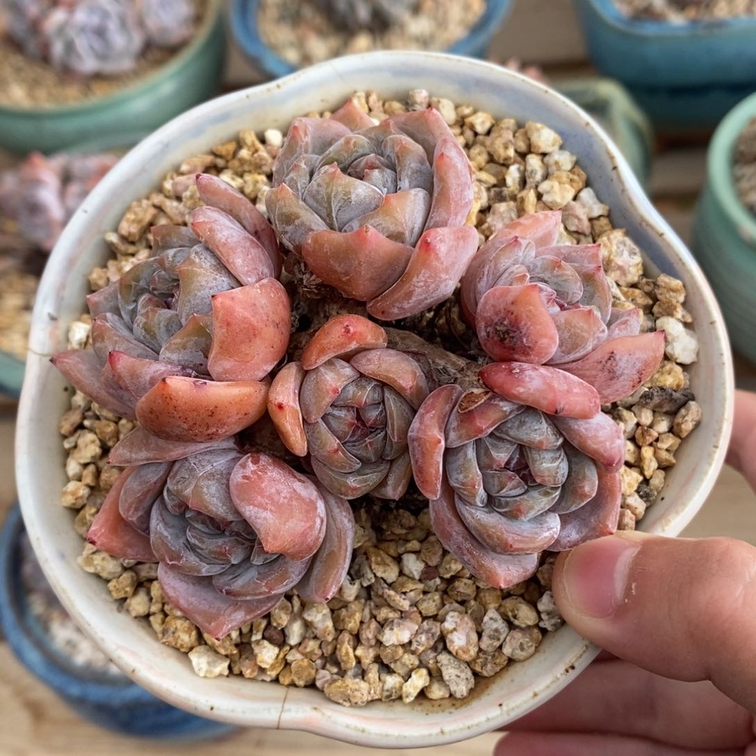 六头红皮紫心小脸