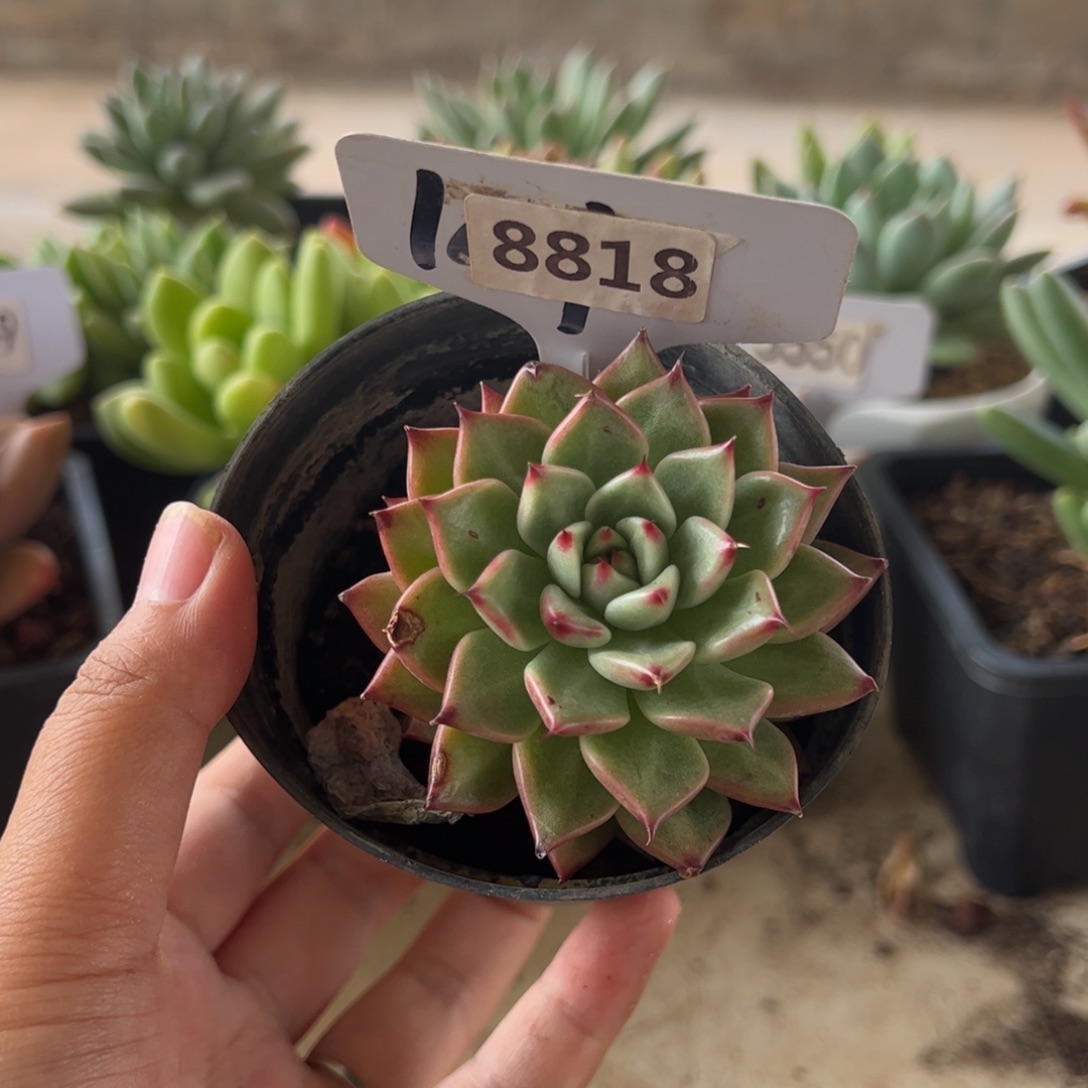 【闪购商品】山鬼。8818。 1111111
