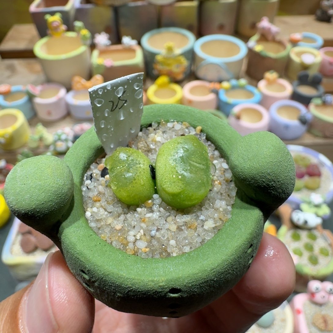 蘑菇1115毛汉尼多肉植物