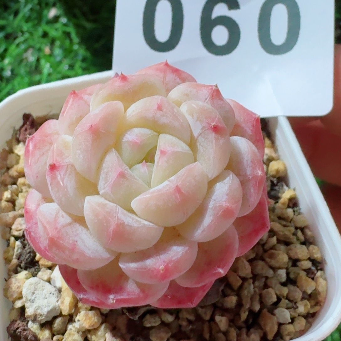 美心         精品多肉