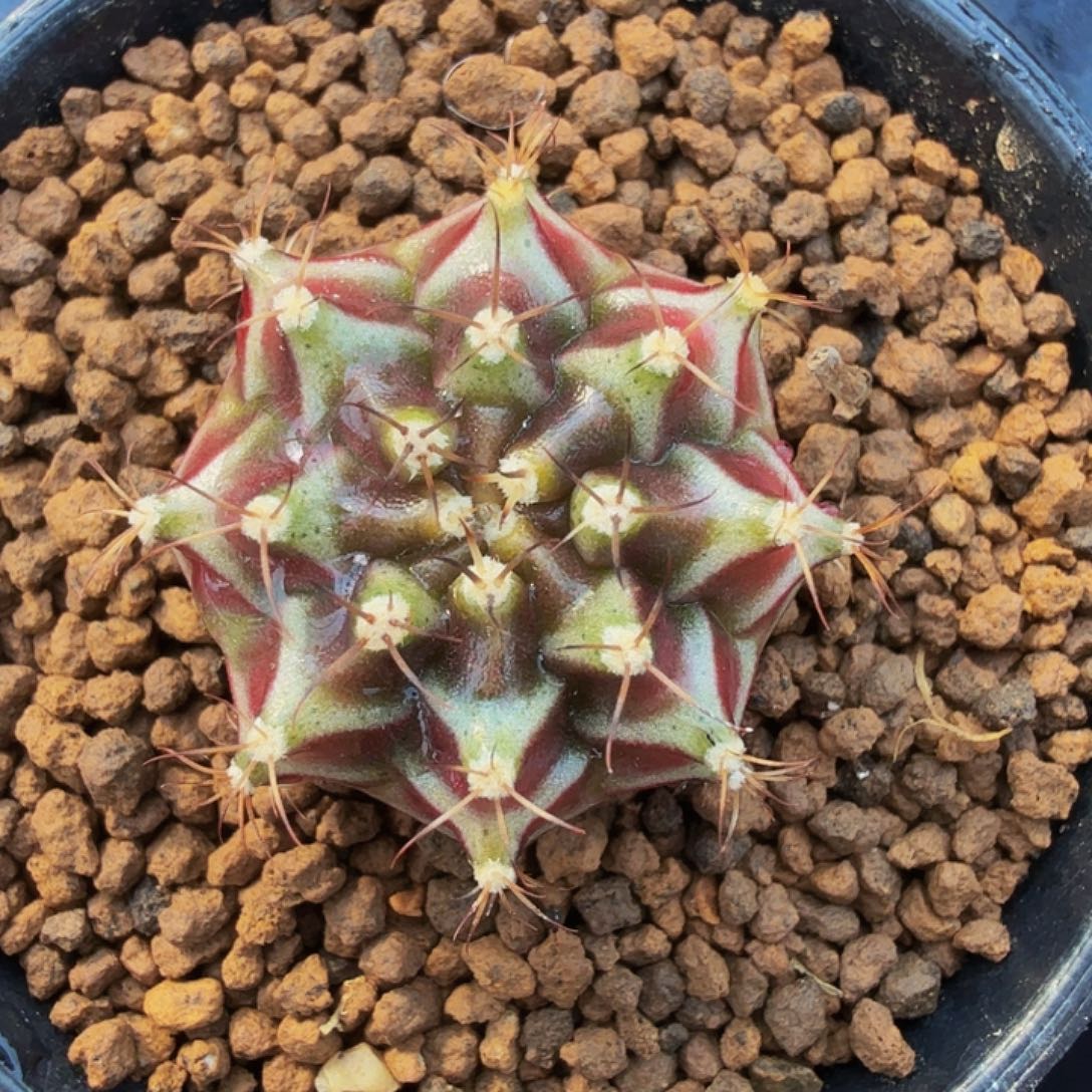 当前无花朵，栽培后可花朵