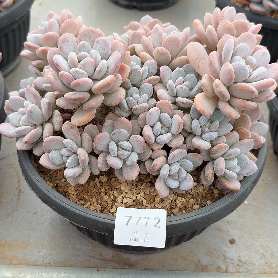 吃****7772号米雪多肉群生