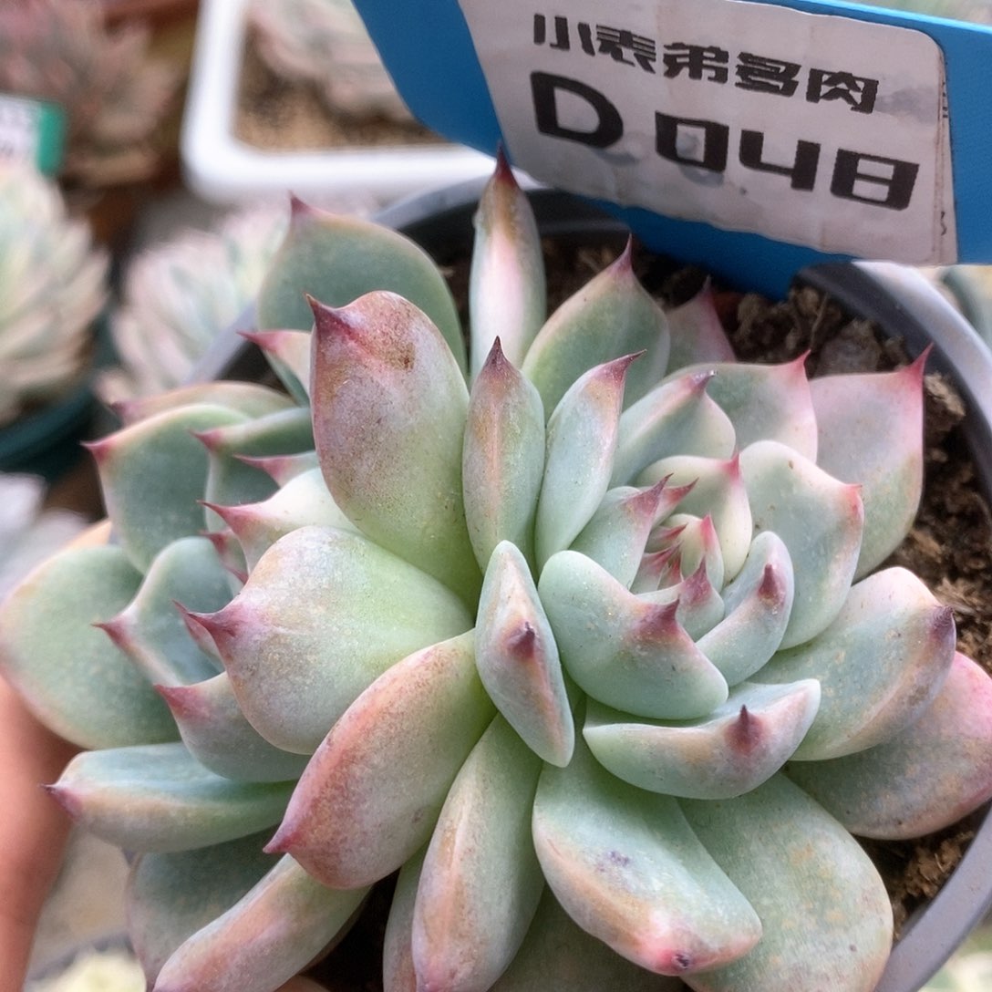 048锦锦锦锦锦锦锦