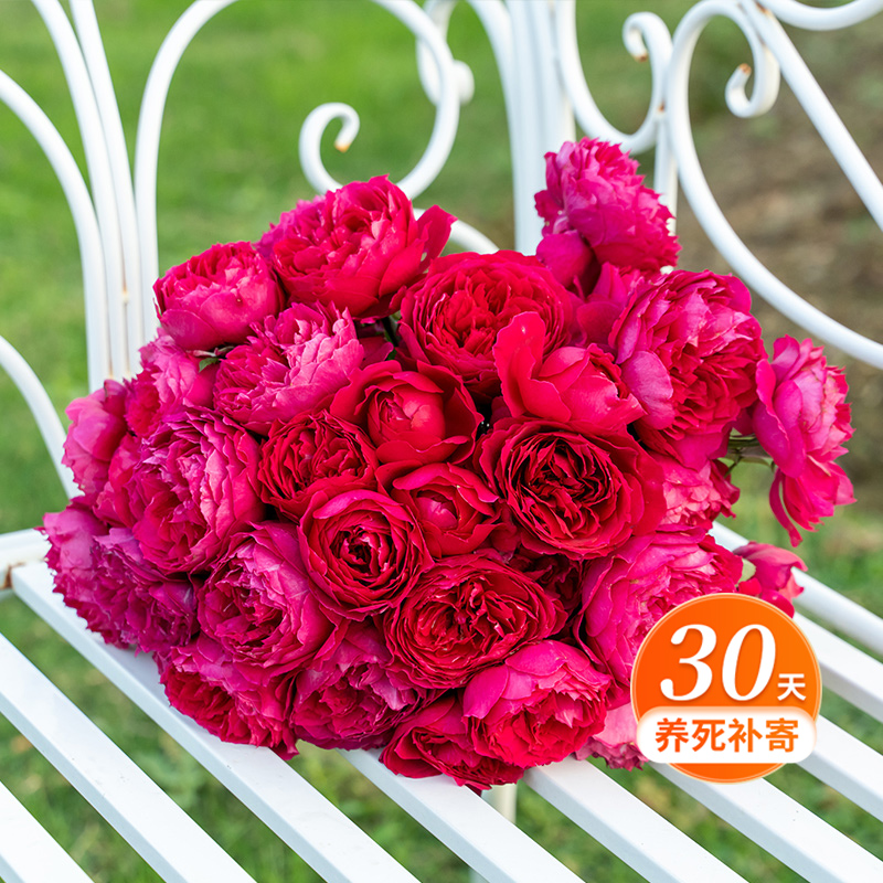 天狼月季 惊鸿 自育月季玫瑰 多季大花直立型灌木浓香耐热