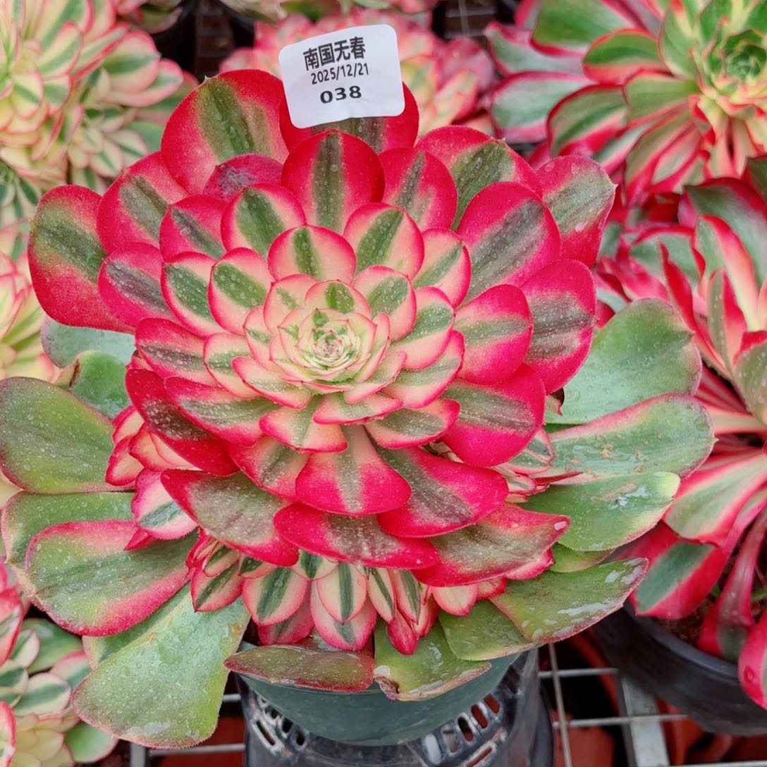 小***芳一物一拍多肉法师38