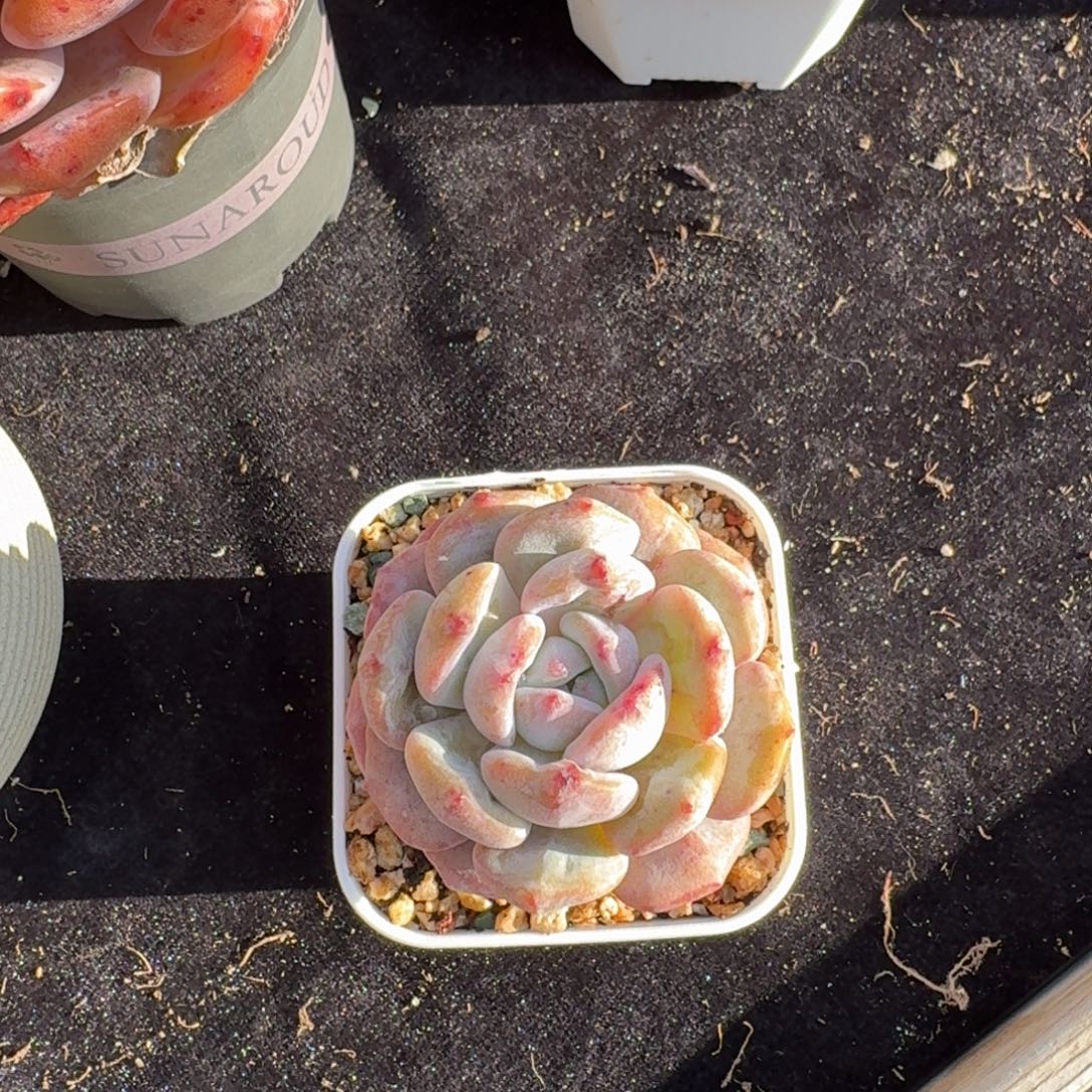 尚***。精控石化，专拍链接。