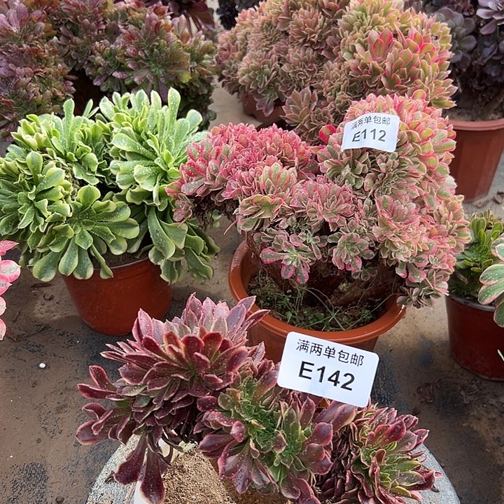 空***兰142号欧佳丽法师坠化