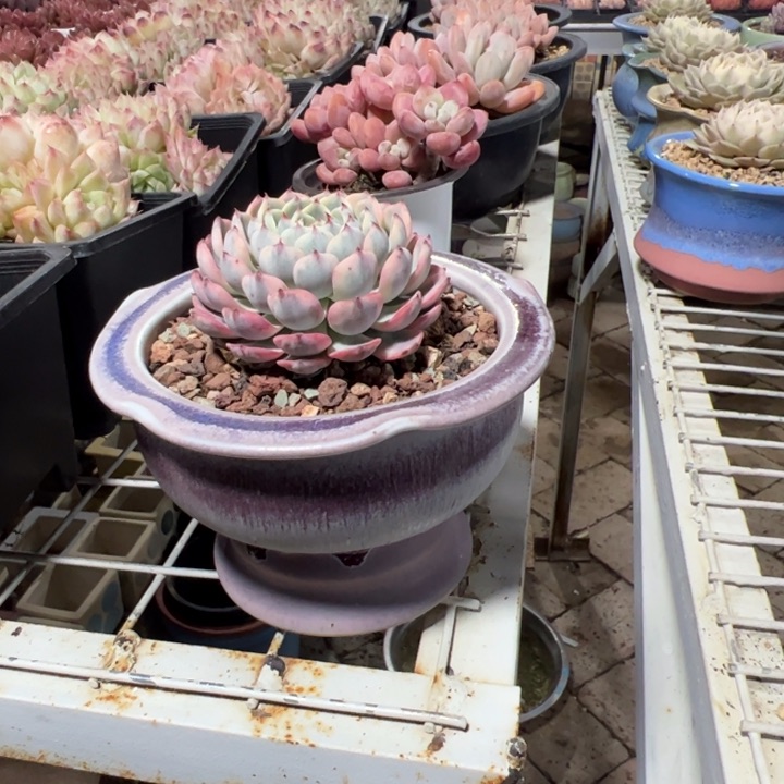 姬莲锦➕中号花盆不铺面