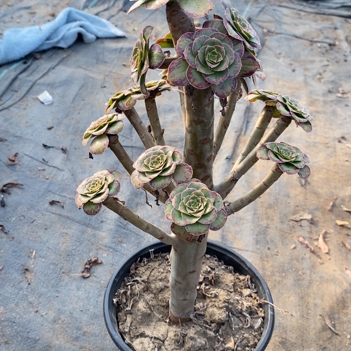 ｖ锦17多肉植物法师法师法师的