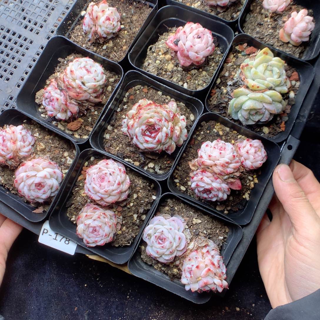 无花朵P178yyyyyyyy