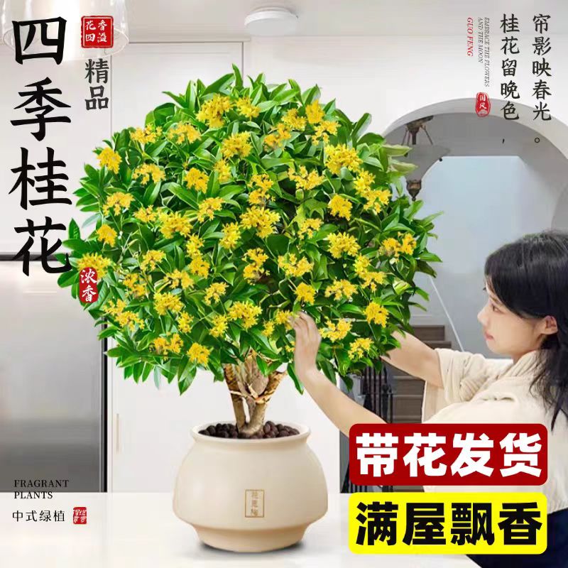 八年桂花树苗四季桂盆栽室内阳台庭院地栽大树开花不断花卉