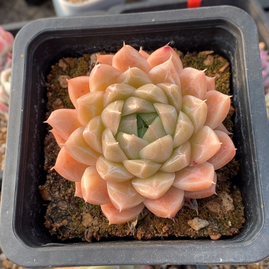 精品多肉一物一柏不包整41