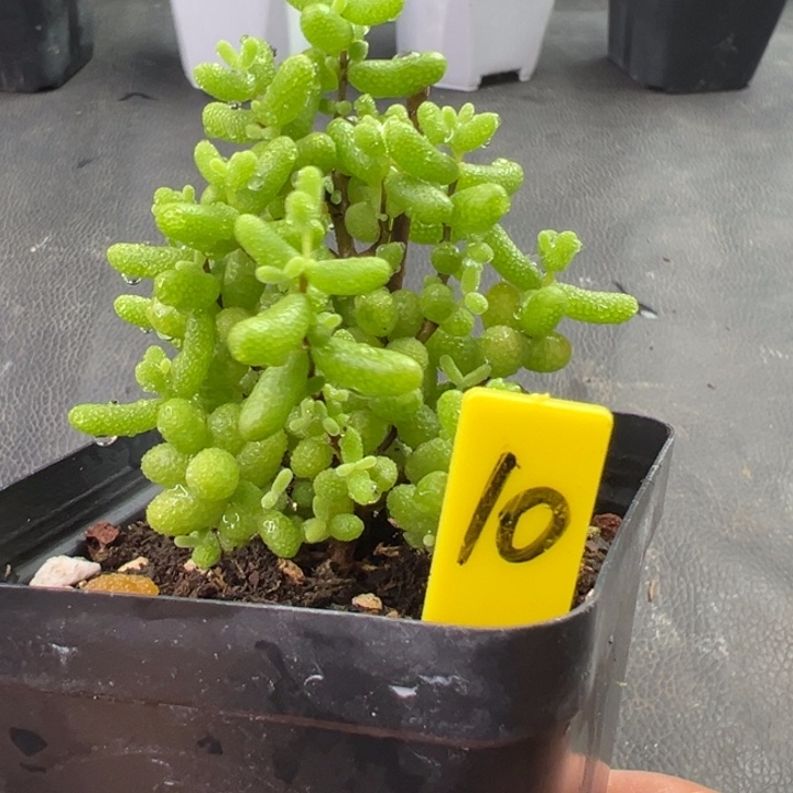 10号金桔 一物一拍