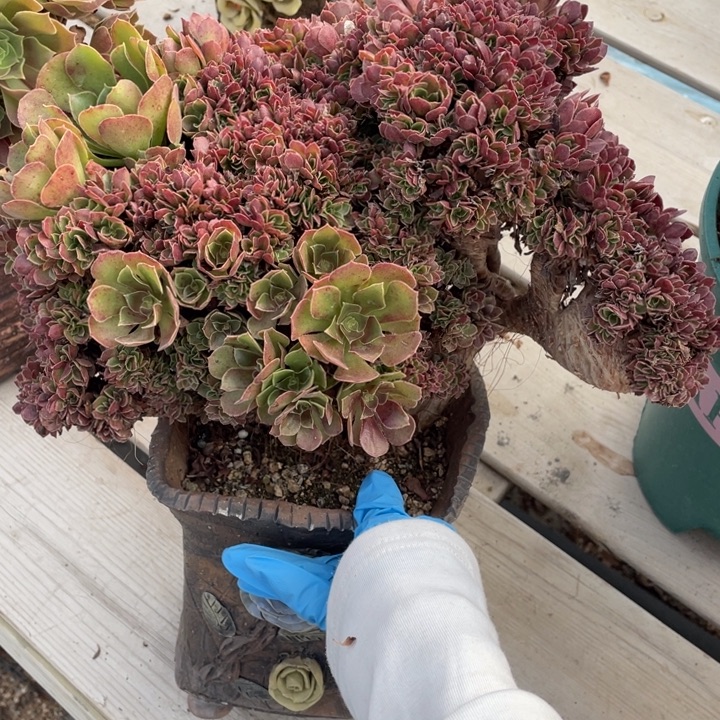 多肉的大肉都要长胖一点呀喂