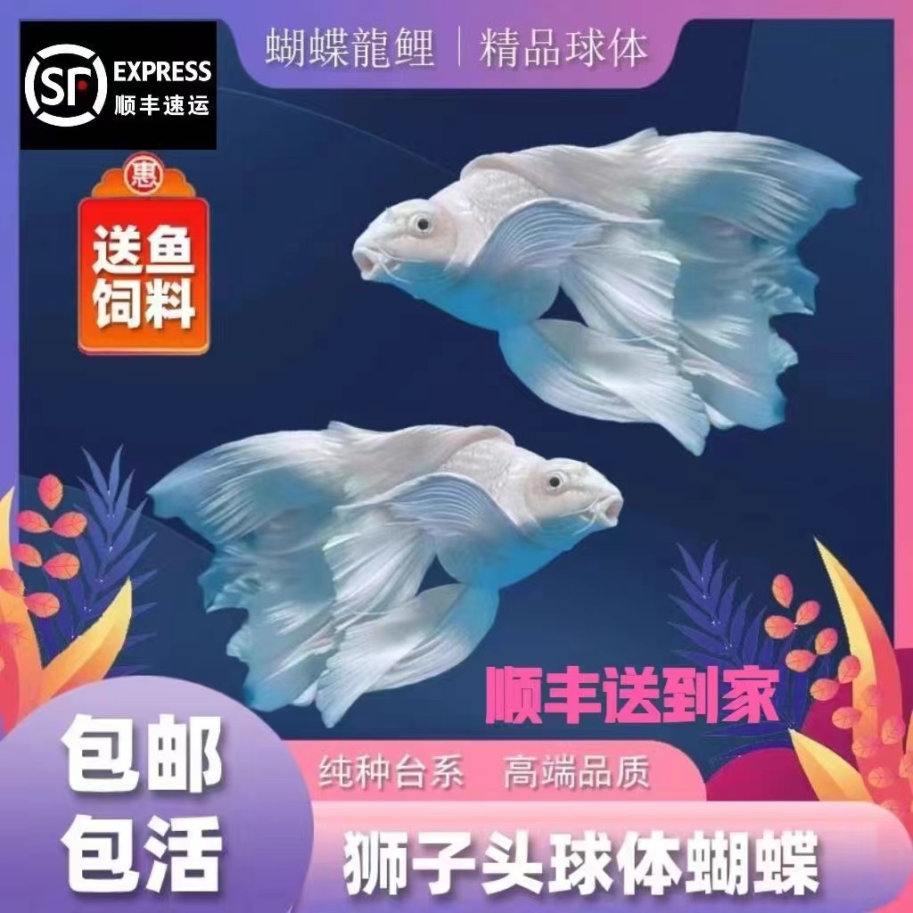 狮子头蝴蝶鲤纯种石膏白短体观赏鱼淡水精品活体16-19尺寸