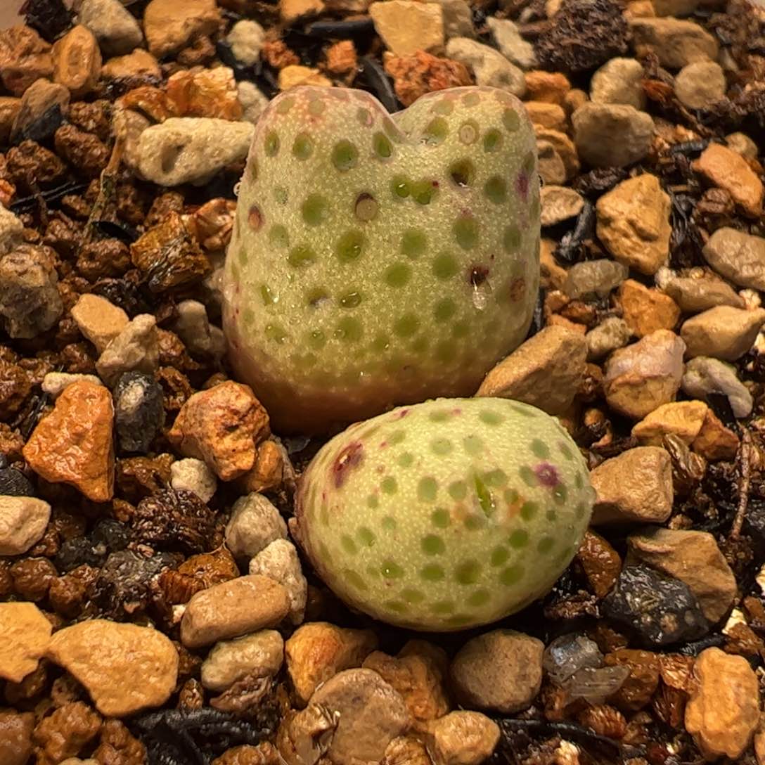 955D斑马多肉植物百科