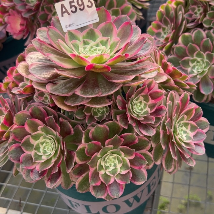 593孔雀翎20厘米左右