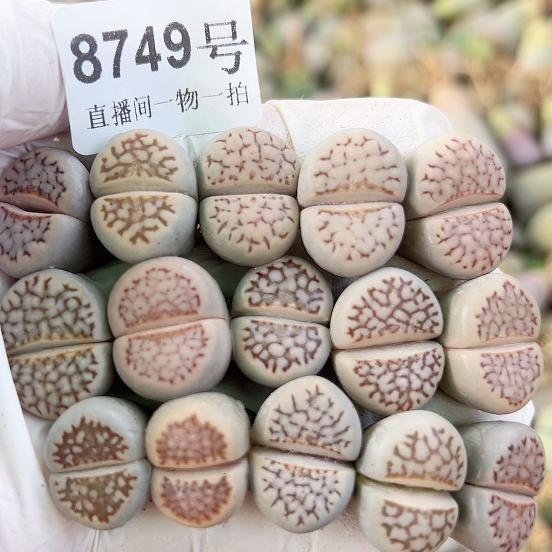 8749 好养易活生石花大母本15个