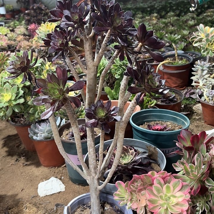 多肉植物法师黑法55