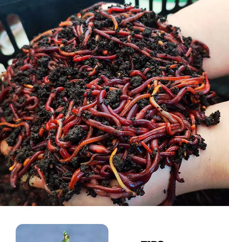散装鲜活牛粪红蚯蚓活饵垂钓鱼饵料鲫鲤草鳊鱼野钓黑坑适用