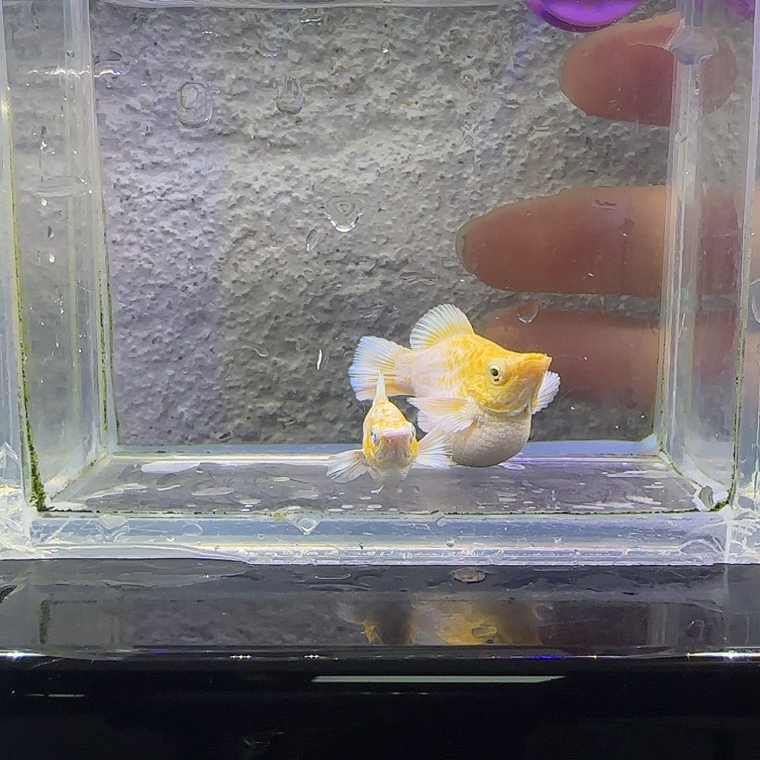 孔雀鱼黄金柠檬。72号