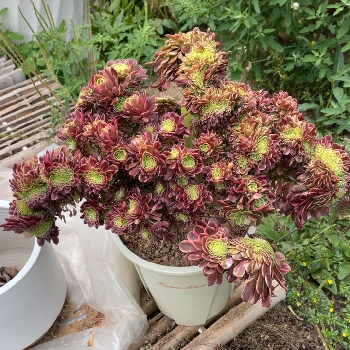 法师老桩缀化朝霞