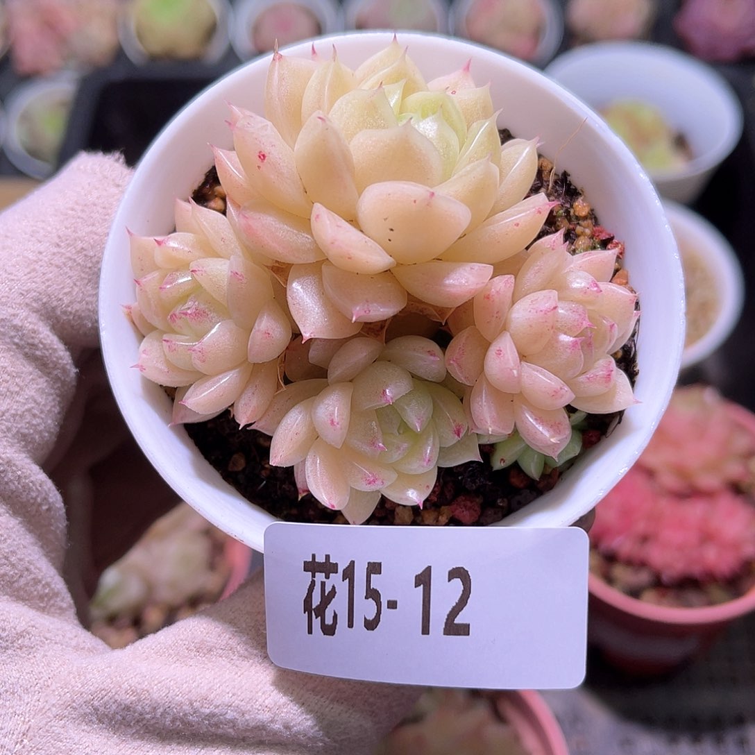 花利美15-12麦秆群