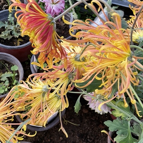 完全开放天门惊艳大苗