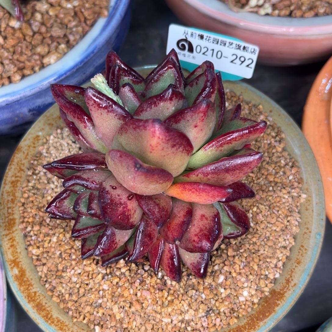 多肉一物一拍0210-292