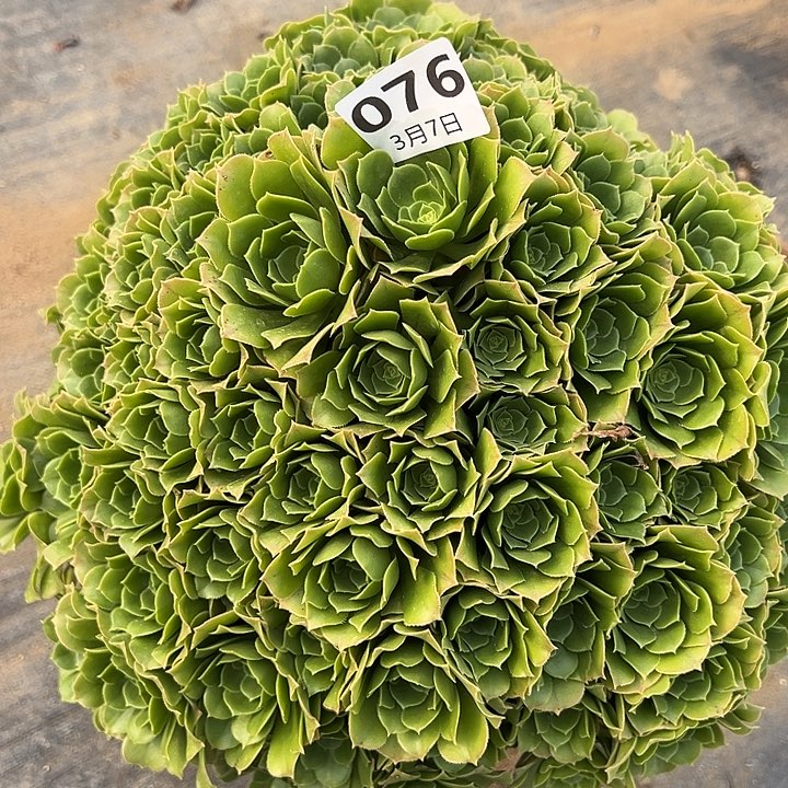 3.7-76绿杨蓉多肉