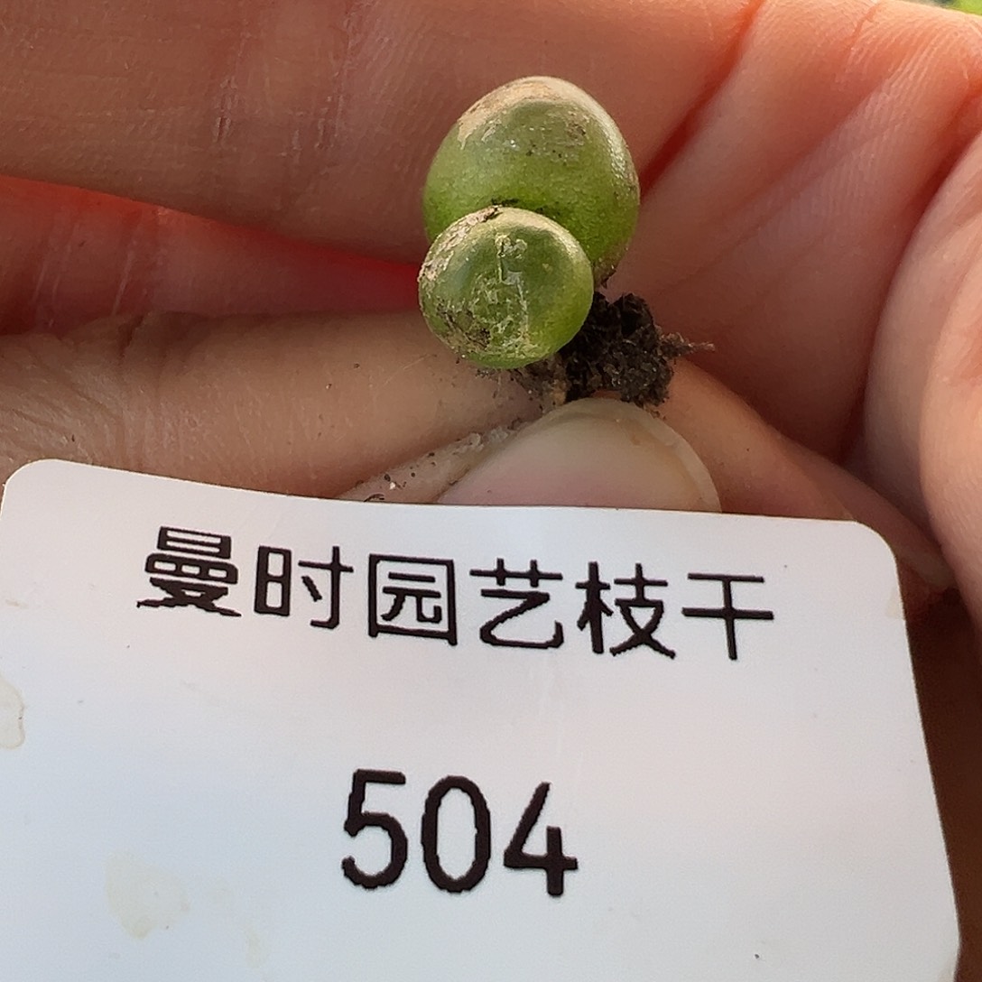 Z**a504号拉登11.13多肉有伤