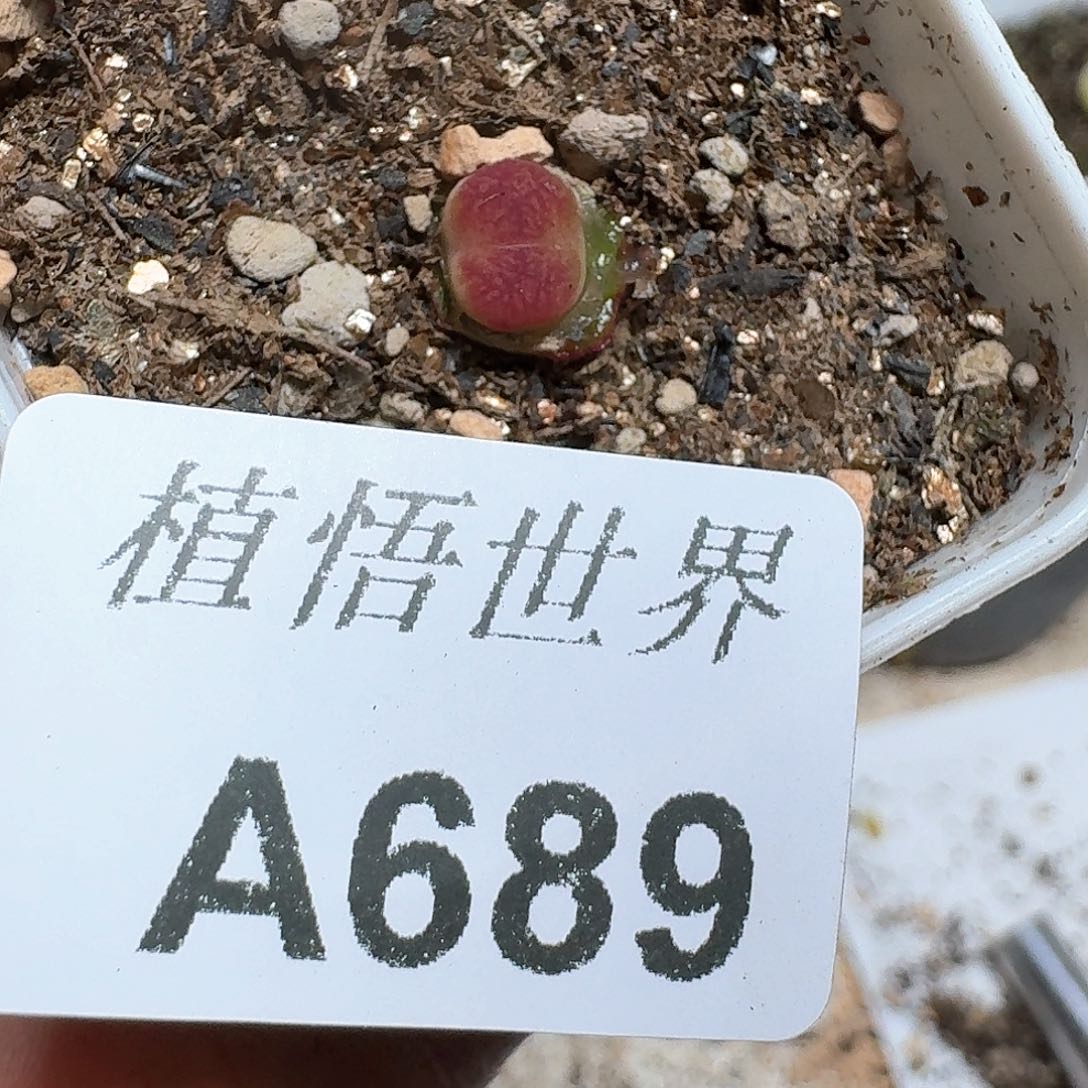 689号多肉植物哇f cb h