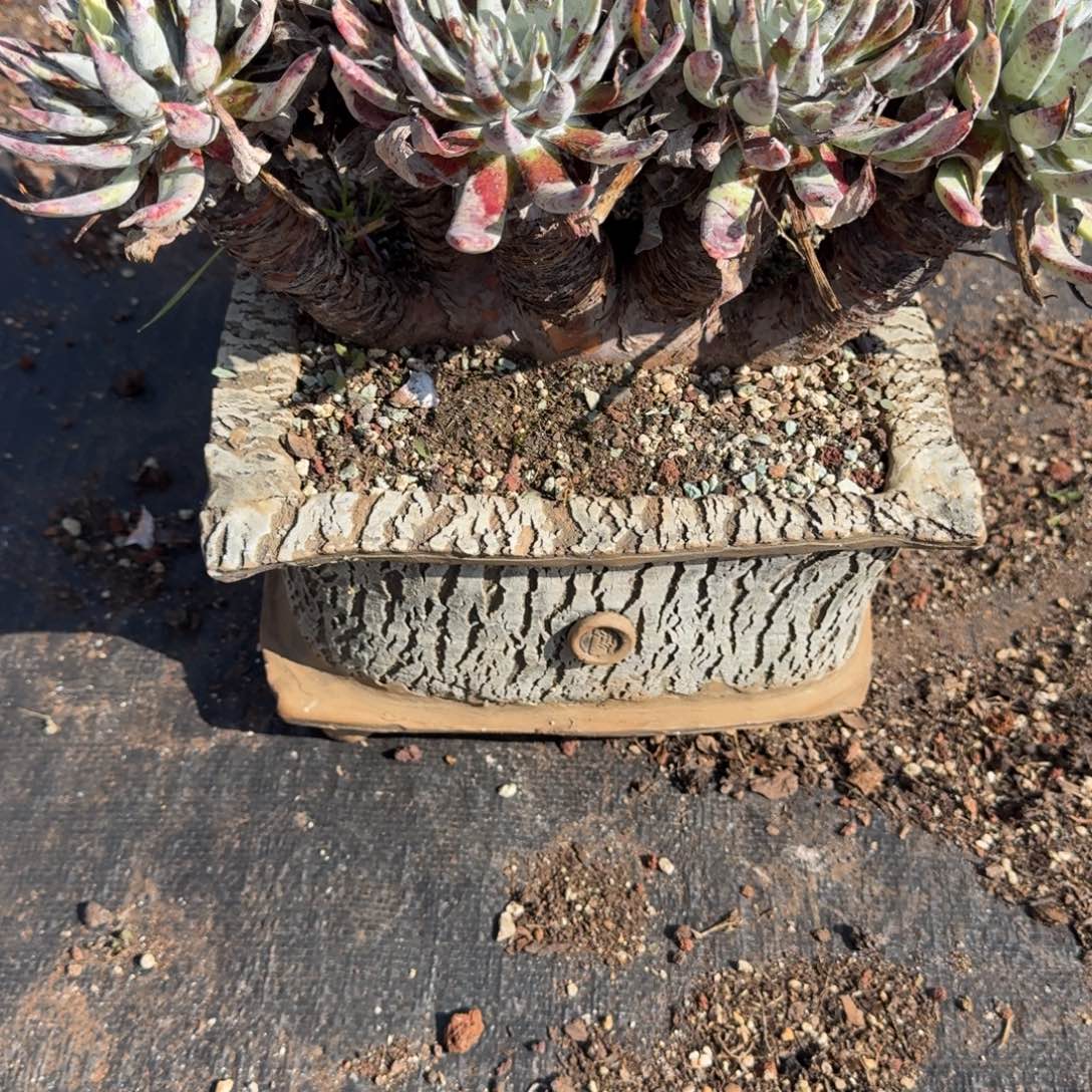 晴***大仙女杯多肉植物