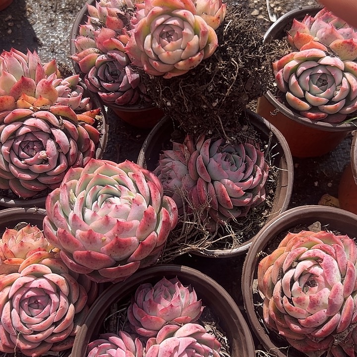 侧影单群混发10盆。                     