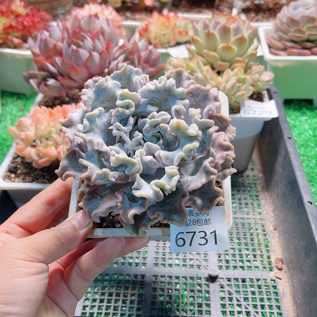 无花朵多肉一物＿拍6731