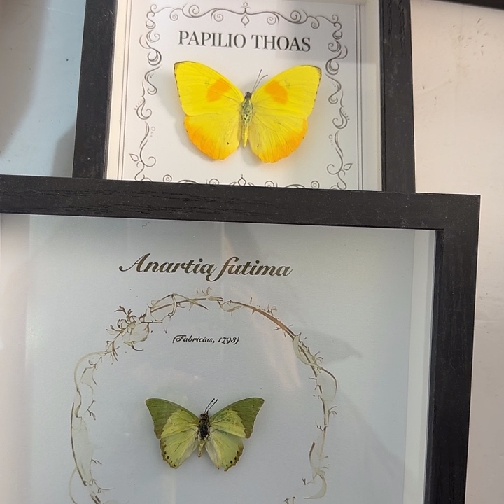 297蝴蝶蝴蝶蝴蝶蝴蝶