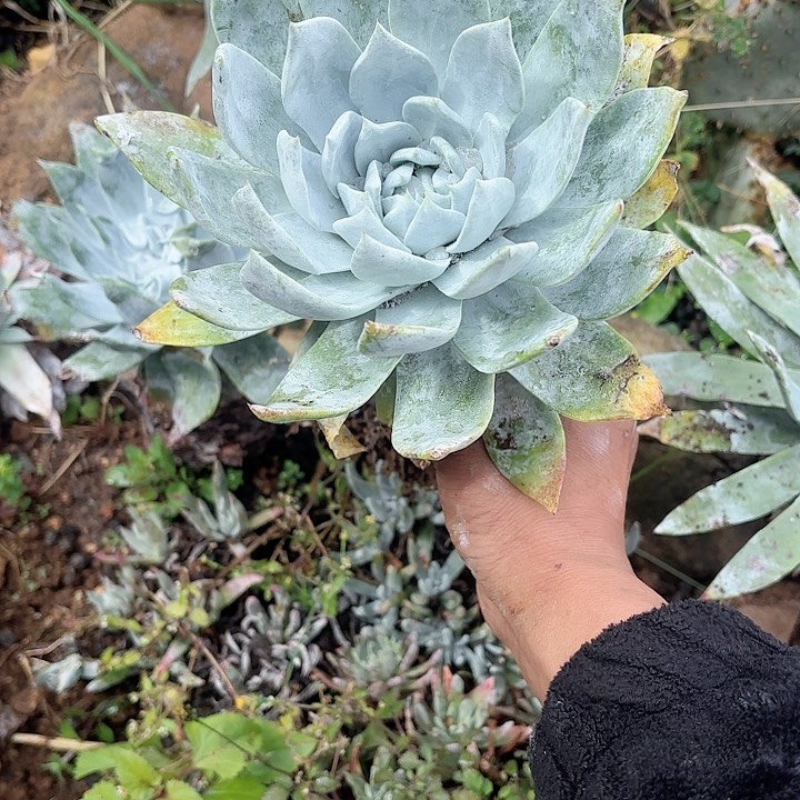 ?****?仙女杯多肉植物