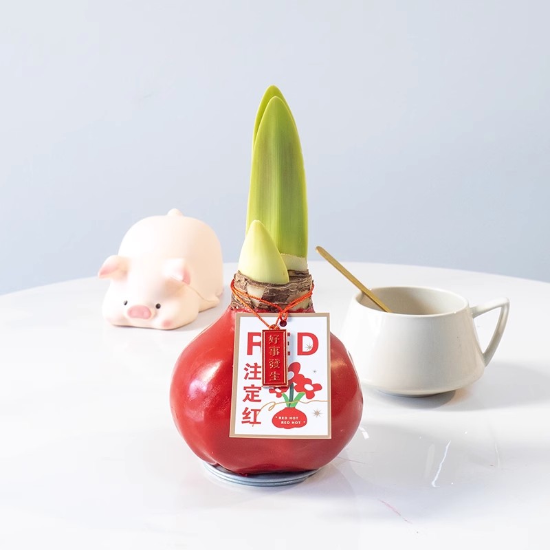 朱顶红年宵花空运包邮云南基地直发鲜切家用室内水养真花花束搭配